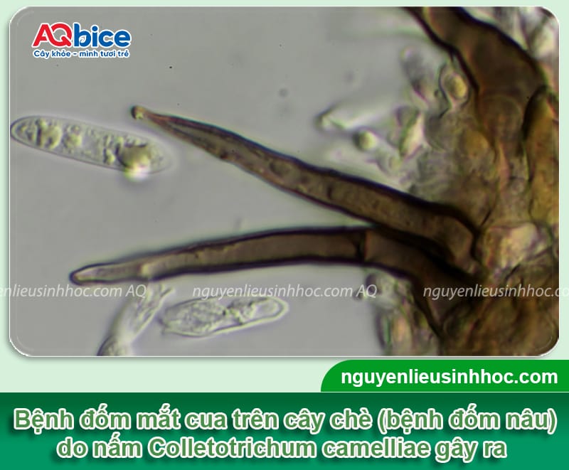 Bệnh đốm mắt cua trên cây chè do đâu và Thuốc phòng trừ