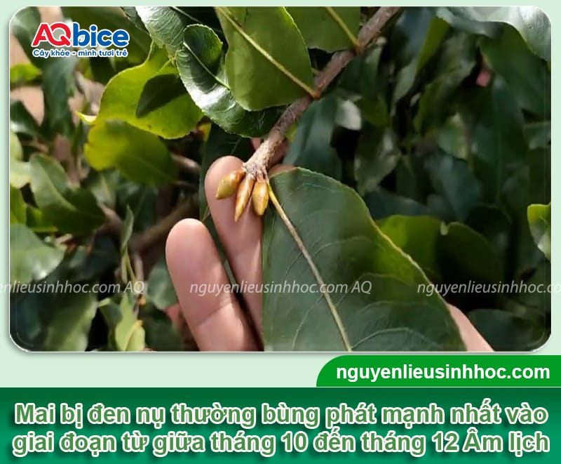 Nguyên nhân khiến nụ mai bị đen và Cách khắc phục nhanh 2 Nguyên nhân khiến nụ mai bị đen và Cách khắc phục nhanh