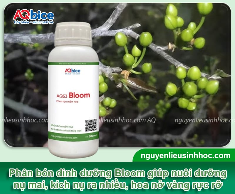 Mai bị rụng nụ phải làm sao? Cách kích nụ mai ra to mập 4 Mai bị rụng nụ phải làm sao? Cách kích nụ mai ra to mập