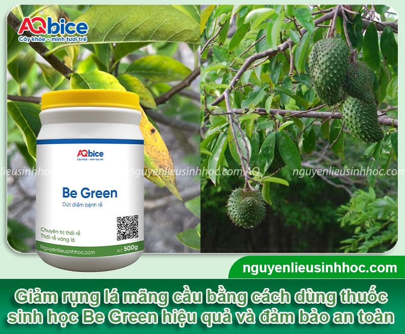 Nguyên nhân lá mãng cầu bị rụng và Cách phòng trừ 4 Nguyên nhân lá mãng cầu bị rụng và cách phòng trừ an toàn