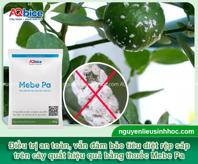 Rệp sáp trên cây quất: Dấu hiệu nhận biết và cách xử lý