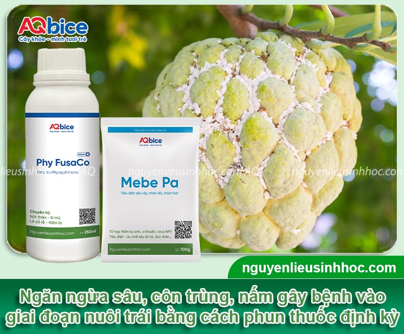 Hướng dẫn chống rụng trái mãng cầu na, chắc cuống, sai quả