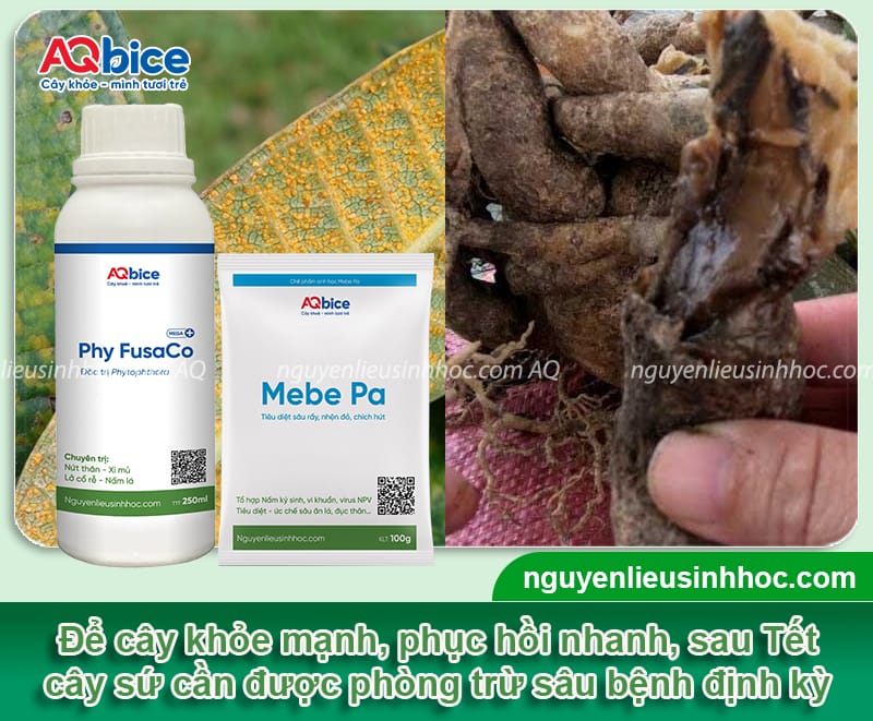 Hướng dẫn cách chăm sóc cây sứ sau Tết phát triển ổn định 8 Hướng dẫn cách chăm sóc cây sứ sau Tết phát triển ổn định