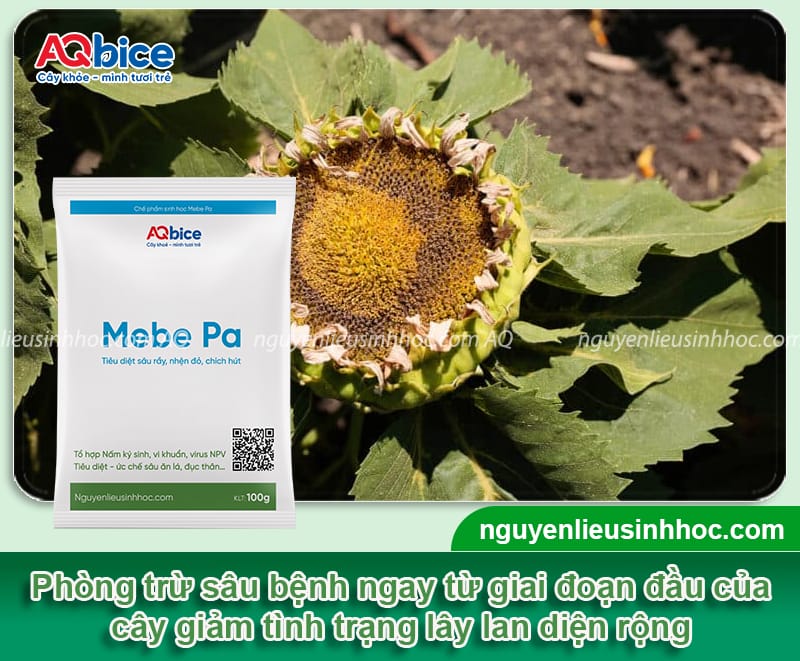 Cách chăm sóc hoa hướng dương đúng kỹ thuật, nở to, lâu tàn