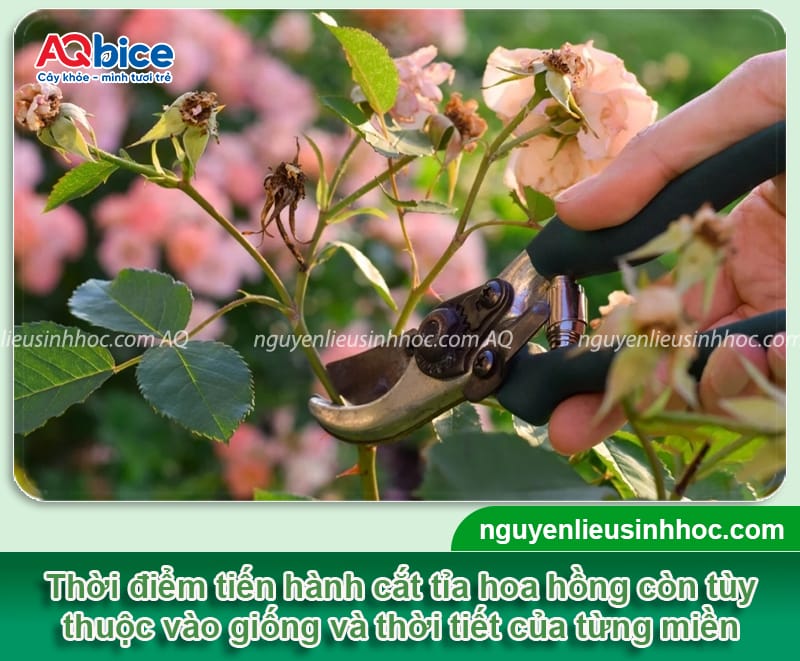 Hướng dẫn cách cắt tỉa hoa hồng đón Tết 2026 nở đồng loạt