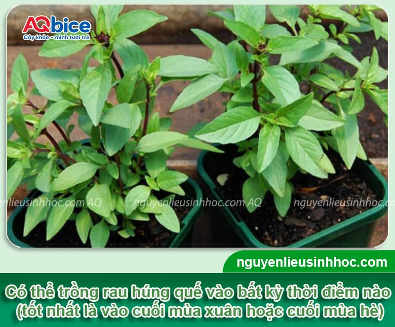 Cách trồng rau húng quế bằng cành xanh tốt, nhanh bén rễ 2 Cách trồng rau húng quế bằng cành xanh tốt, nhanh bén rễ