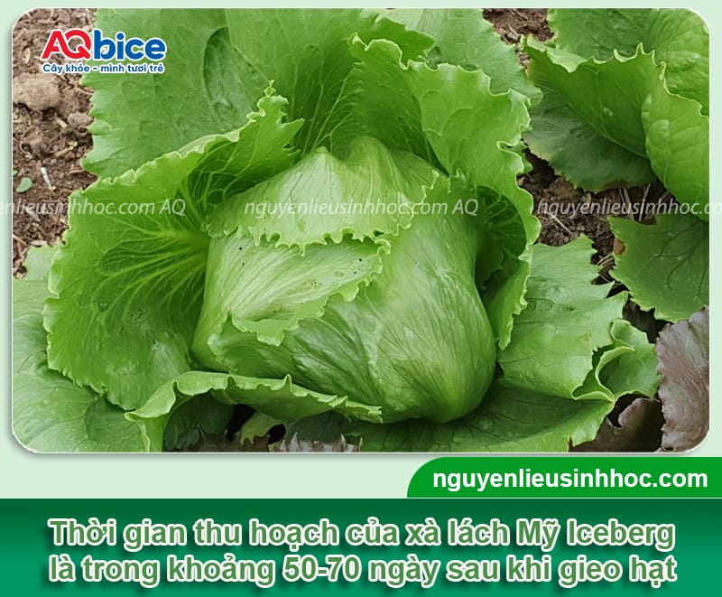 Trồng xà lách bao lâu thu hoạch? Bí quyết để rau lớn nhanh