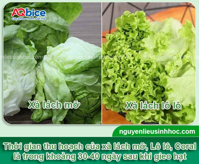 Trồng xà lách bao lâu thu hoạch? Bí quyết để rau lớn nhanh