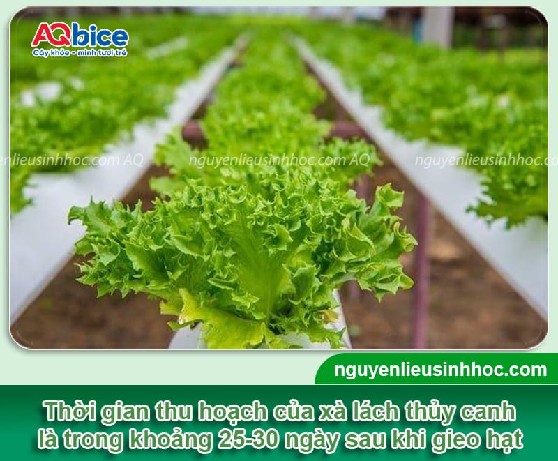 Trồng xà lách bao lâu thu hoạch? Bí quyết để rau lớn nhanh