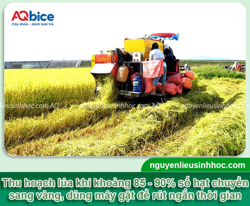 Cách bảo quản lúa không bị mọt, giảm hao hụt hay hư hỏng