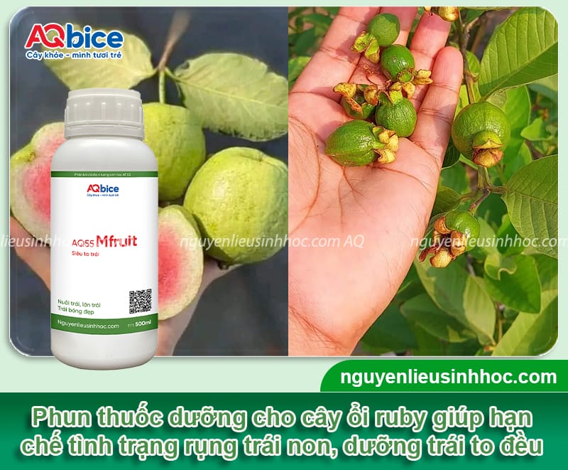 Cách chống rụng trái ổi ruby, cuống chắc, trái ra nhiều