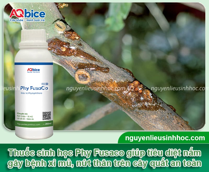 Thuốc đặc trị nứt thân xì mủ cho cây quất có hiệu lực nhanh 5 Thuốc đặc trị nứt thân xì mủ cho cây quất mau chóng phục hồi