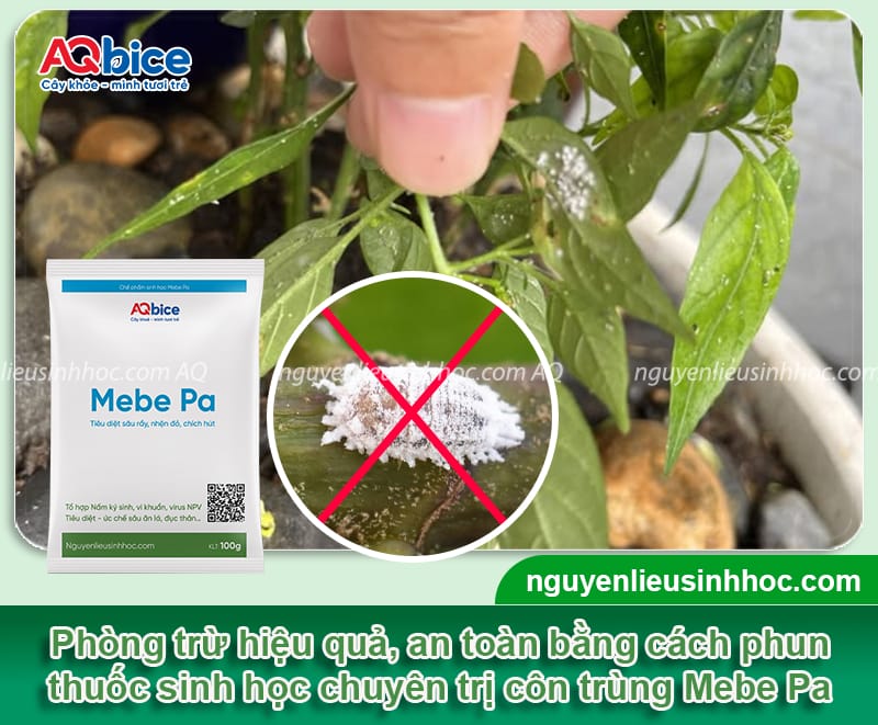 Nhận biết rệp sáp trên cây ớt và các cách phòng trừ dứt điểm