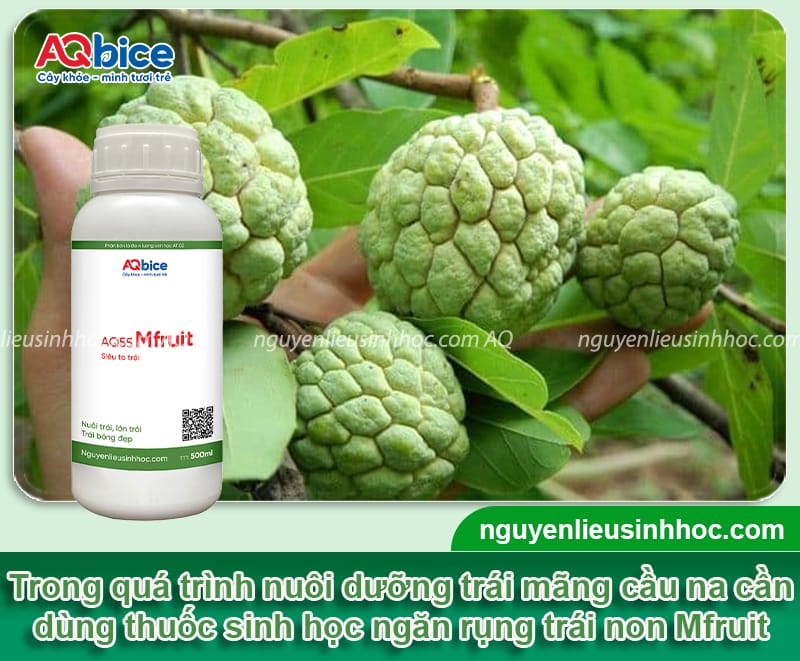 Hướng dẫn chống rụng trái mãng cầu na, chắc cuống, sai quả