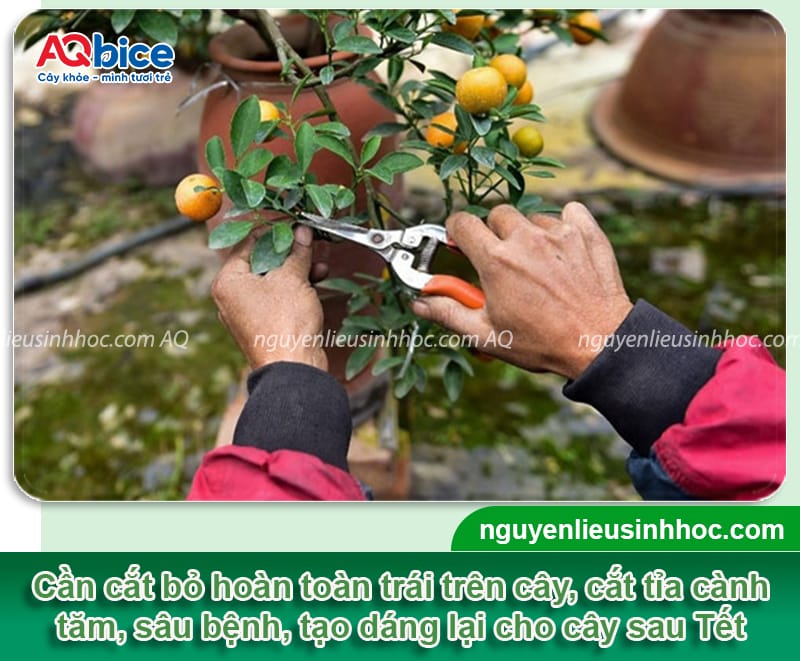 Cách chăm sóc cây quất trong chậu sau Tết nhanh phục hồi 3 Cách chăm sóc cây quất trong chậu sau Tết nhanh phục hồi