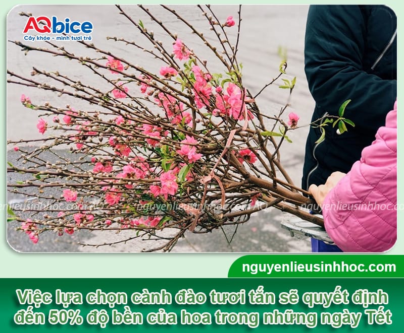 Cách giữ hoa đào tươi lâu ngày Tết, hoa nở rực rỡ, bền màu 1 Cách giữ hoa đào tươi lâu ngày Tết, hoa nở rực rỡ, bền màu