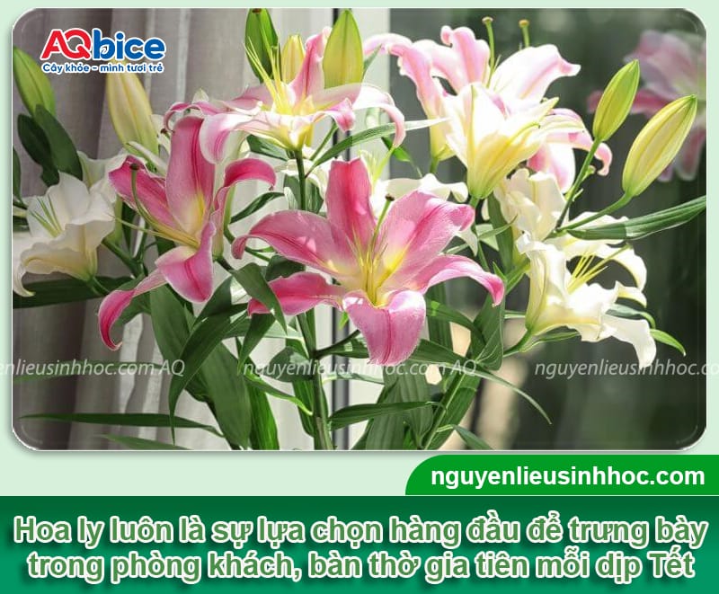 Cách giữ hoa ly tươi lâu ngày Tết, hoa nở bền màu, thơm ngát 1 Cách giữ hoa ly tươi lâu ngày Tết, hoa nở bền màu, thơm ngát