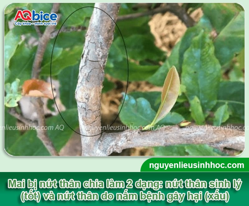 Nguyên nhân cây mai bị nứt thân và Giải pháp xử lý hiệu quả
