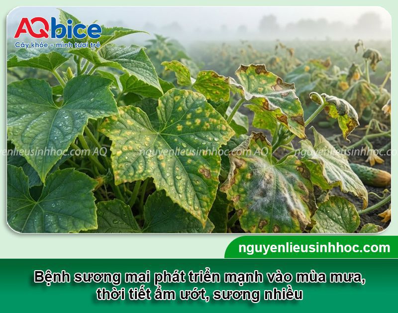 Bệnh sương mai là gì? Nguyên nhân, dấu hiệu và Phòng trị