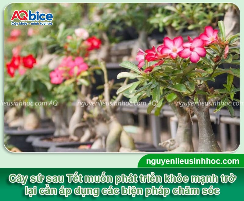 Hướng dẫn cách chăm sóc cây sứ sau Tết phát triển ổn định