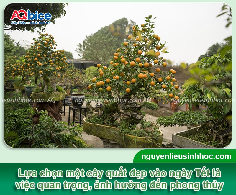 Cách chọn cây quất đẹp, bền Tết, chơi cả tháng không rụng