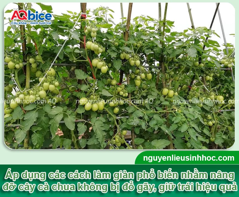 Cách làm giàn cà chua phổ biến và một số lưu ý quan trọng