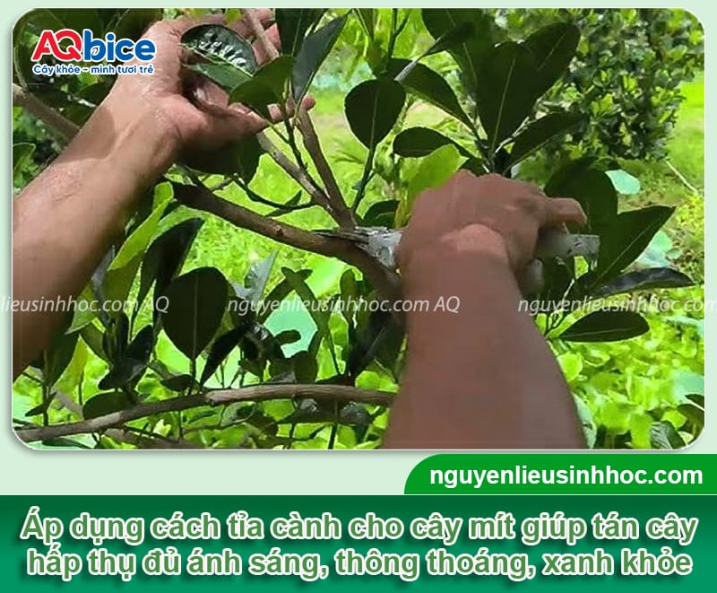 Hướng dẫn cách tỉa cành tạo tán cho cây mít đúng kỹ thuật