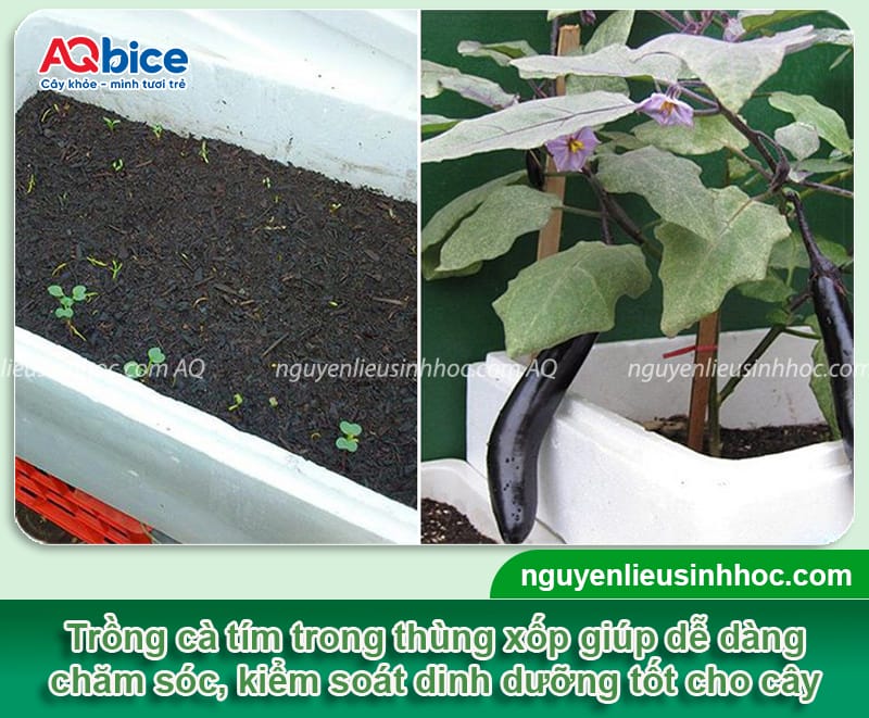 Hướng dẫn cách trồng cà tím trong thùng xốp ra sai trái