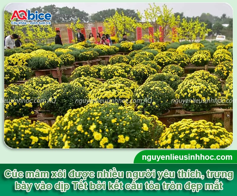 Hướng dẫn trồng cúc mầm xôi, cây xanh khỏe, hoa nở dày đều
