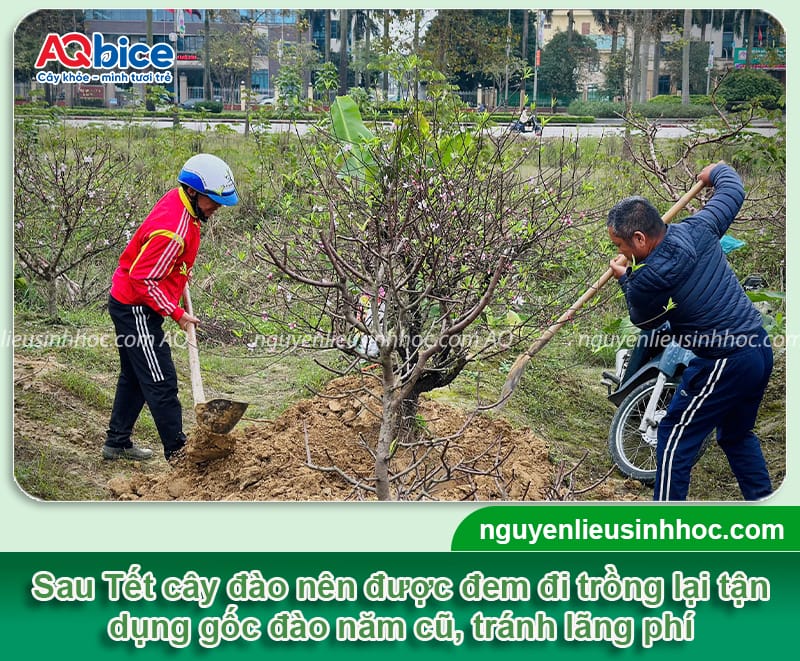 Cách trồng lại đào sau Tết đúng cách, cây phục hồi nhanh