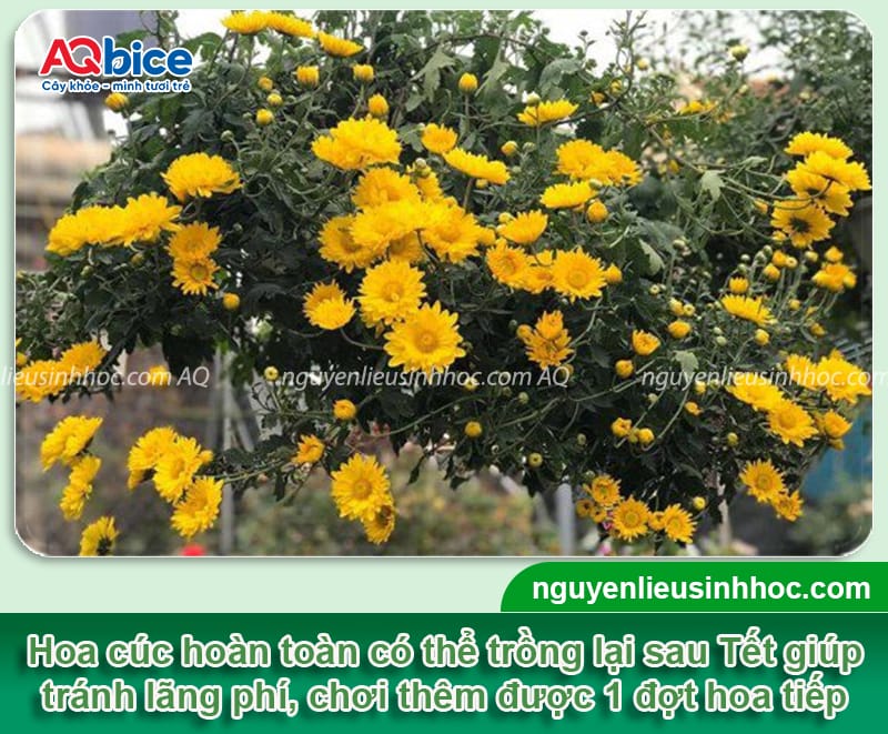 Hướng dẫn các cách trồng lại hoa cúc sau Tết tỷ lệ sống cao