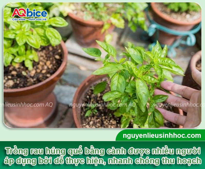 Cách trồng rau húng quế bằng cành xanh tốt, nhanh bén rễ 1 Cách trồng rau húng quế bằng cành xanh tốt, nhanh bén rễ