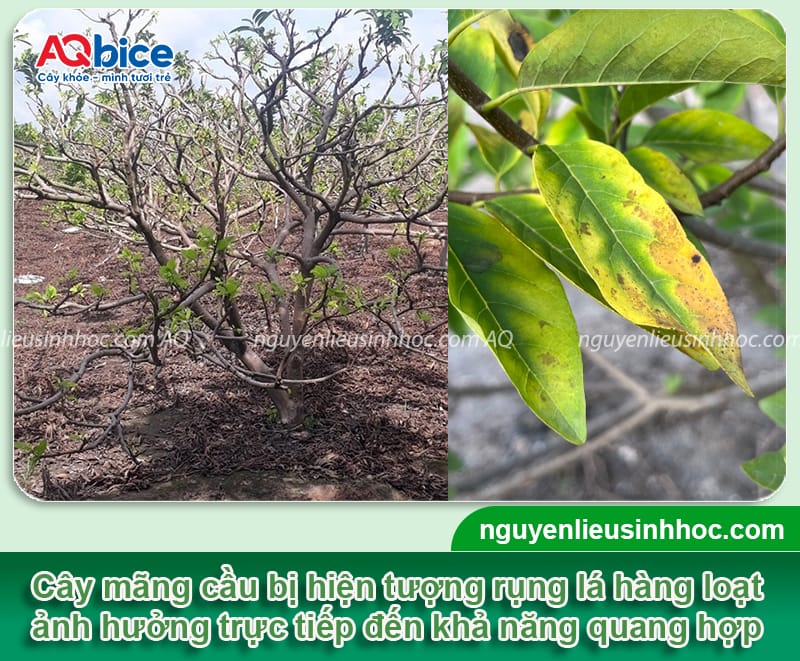 Nguyên nhân lá mãng cầu bị rụng và cách phòng trừ an toàn