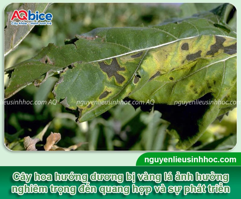 Hướng dương bị vàng lá: Nguyên nhân và cách phòng trừ