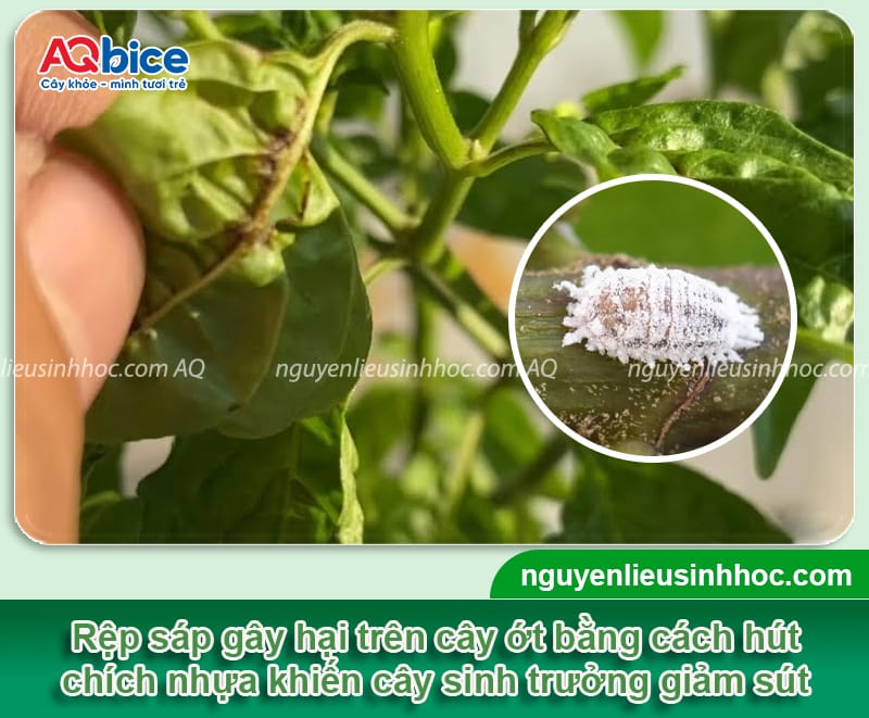 Nhận biết rệp sáp trên cây ớt và các cách phòng trừ dứt điểm