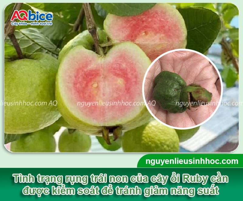 Cách chống rụng trái ổi ruby, cuống chắc, trái ra nhiều