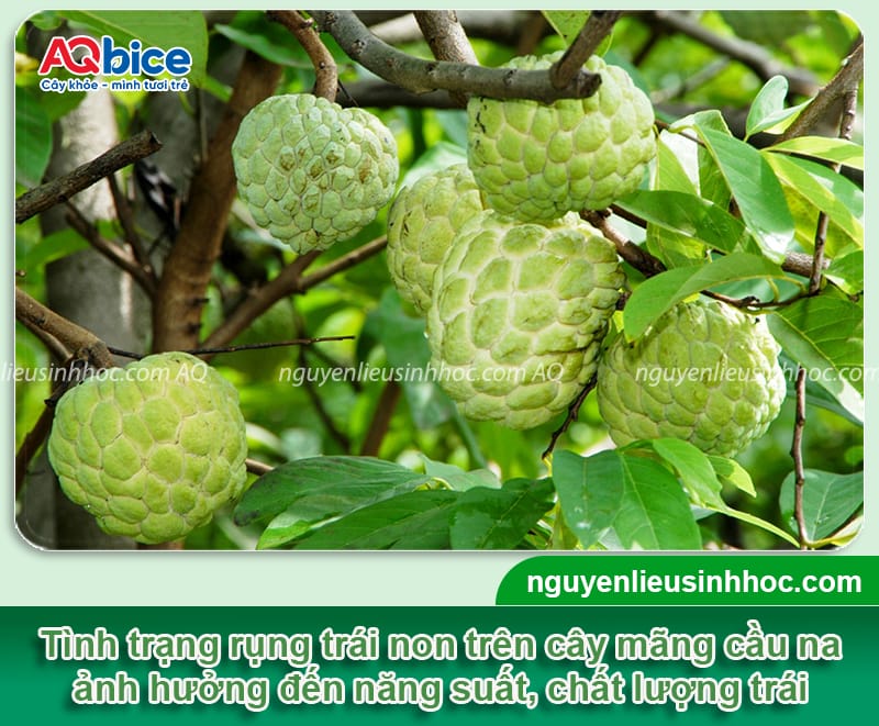 Hướng dẫn chống rụng trái mãng cầu na, chắc cuống, sai quả