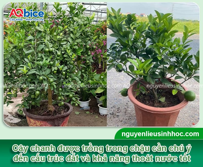 Hướng dẫn trồng chanh trong chậu quả sai, tỷ lệ sống cao