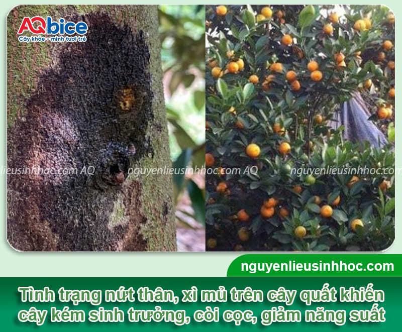 Thuốc đặc trị nứt thân xì mủ cho cây quất mau chóng phục hồi