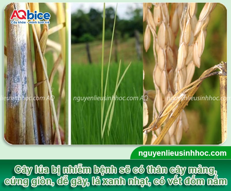 Nguyên nhân bệnh lúa von là gì và cách phòng trừ hiệu quả