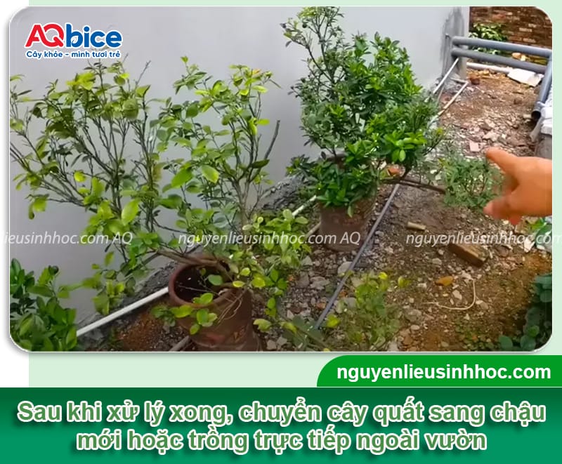 Cách chăm sóc cây quất trong chậu sau Tết nhanh phục hồi 4 Cách chăm sóc cây quất trong chậu sau Tết nhanh phục hồi