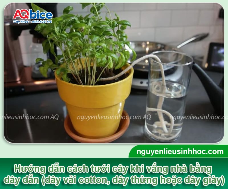 Cách tưới cây khi vắng nhà dịp Tết giúp bà con an tâm về quê