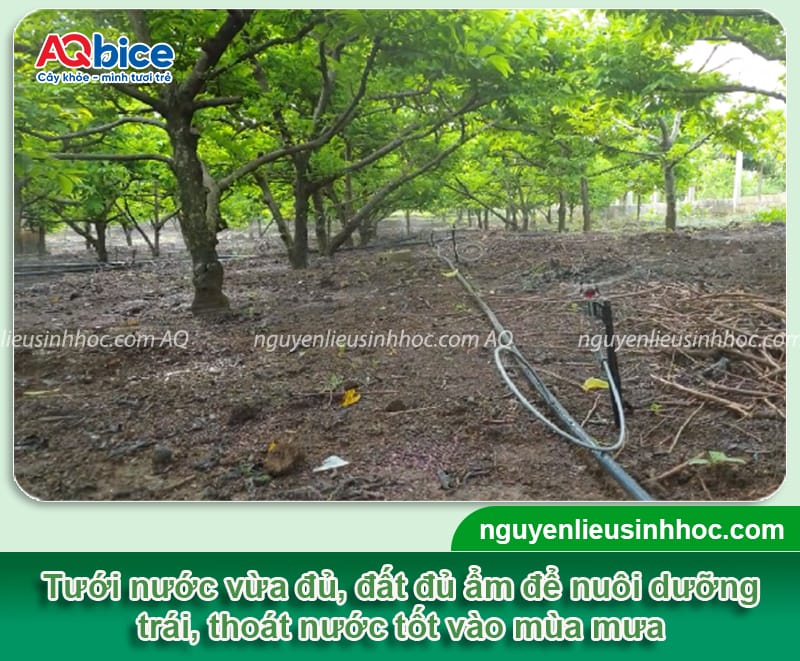 Hướng dẫn chống rụng trái mãng cầu na, chắc cuống, sai quả