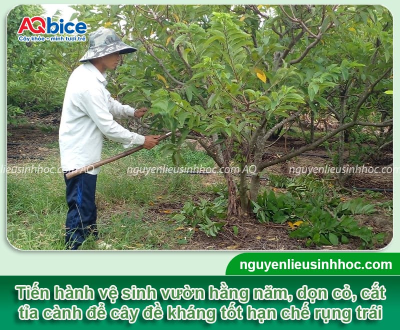 Hướng dẫn chống rụng trái mãng cầu na, chắc cuống, sai quả