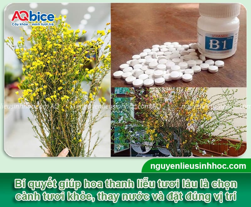 Cách chưng hoa thanh liễu ngày Tết, nở rực rỡ, tươi lâu