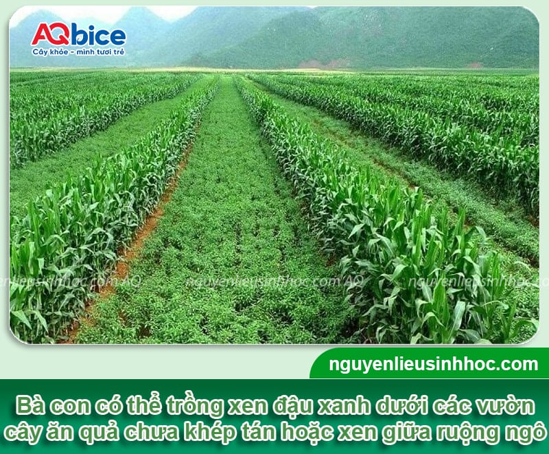 Thời vụ trồng đậu xanh ở miền bắc cho năng suất cao