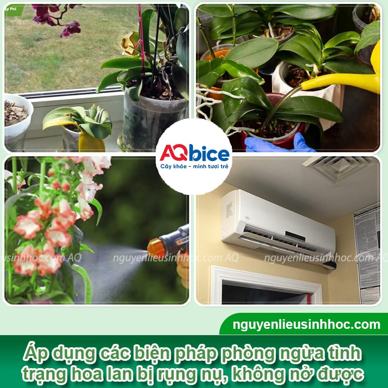 Hoa lan bị rụng nụ do đâu và cách phòng trừ hiệu quả