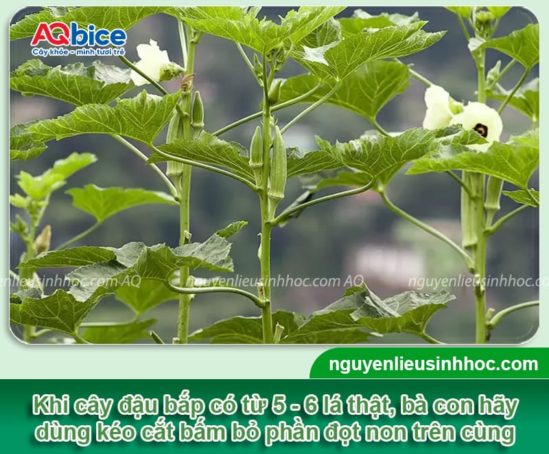 Thời vụ trồng đậu bắp miền Bắc sai trĩu quả, thu hoạch lẹ 3 Thời vụ trồng đậu bắp miền Bắc sai trĩu quả, thu hoạch lẹ