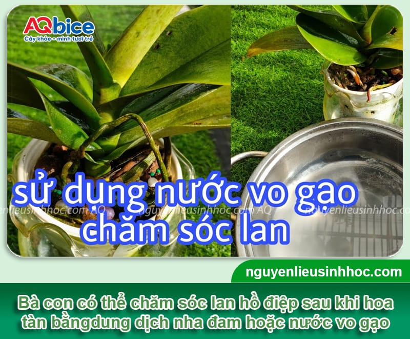 Cách chăm sóc lan hồ điệp sau khi hoa tàn để cây phục hồi nhanh