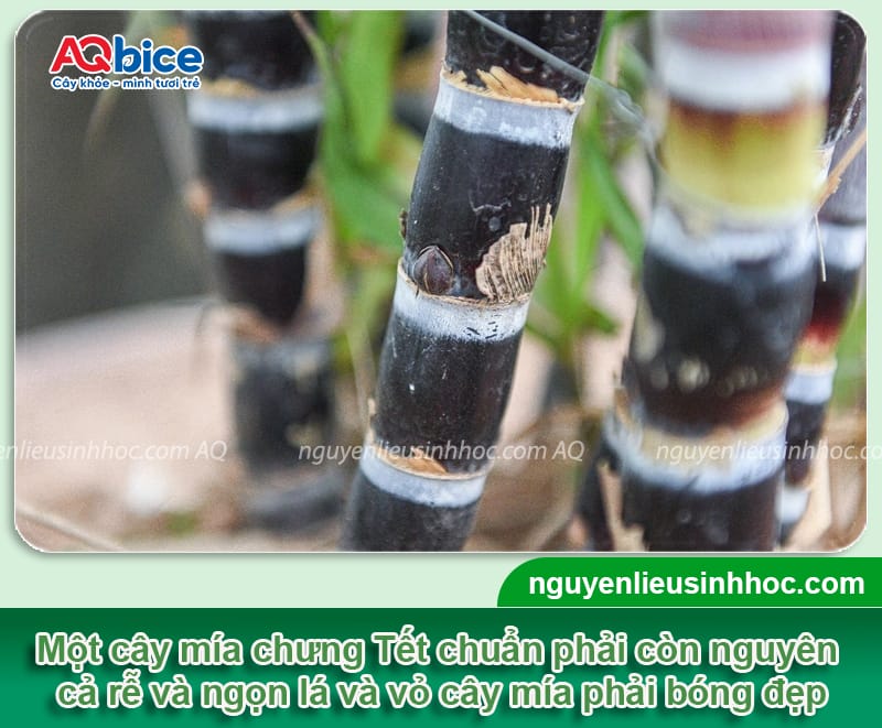 Chưng mía ngày Tết có ý nghĩa gì và cách chọn mía để bàn thờ